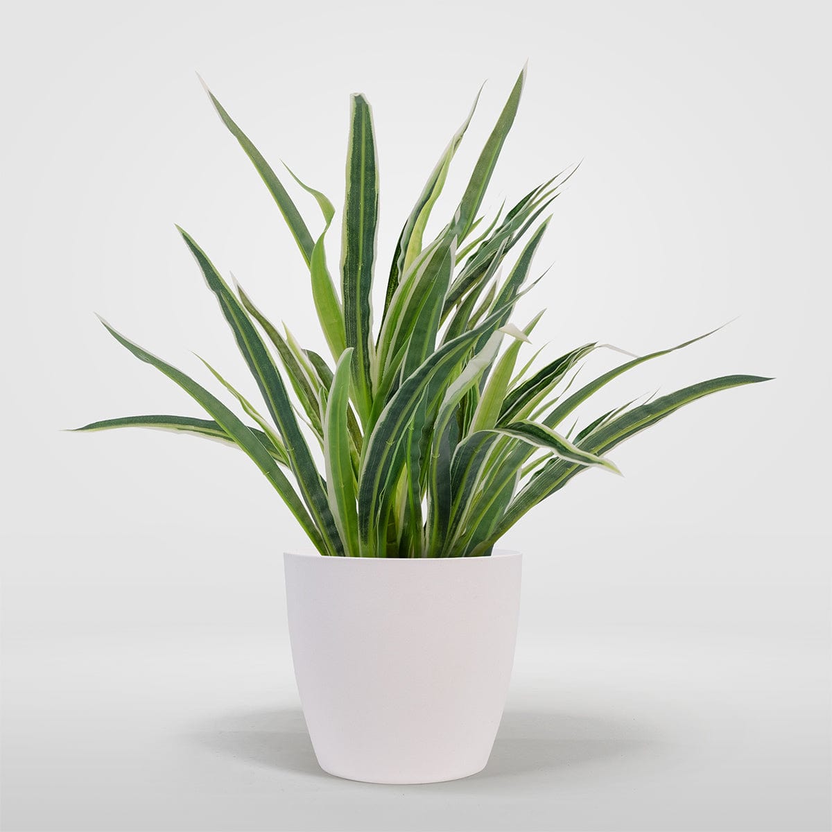 Chlorophytum (plante araignée)