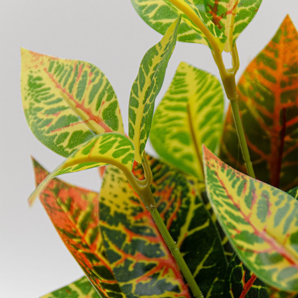 Croton mini