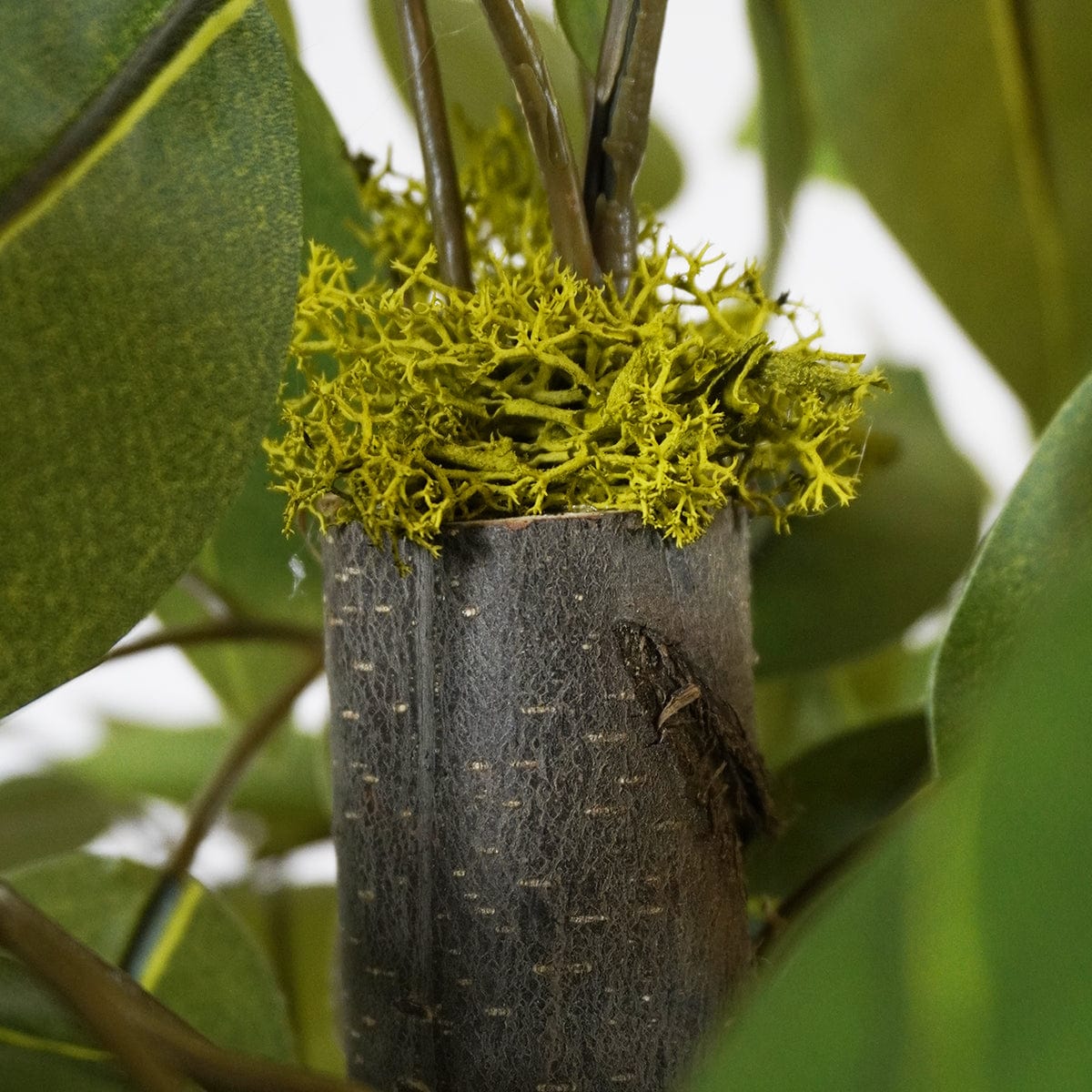 Ficus 3 Coppe