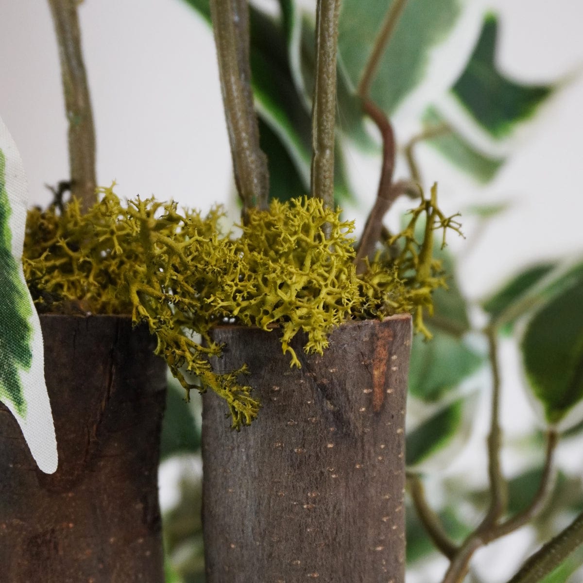Ficus Bicolore