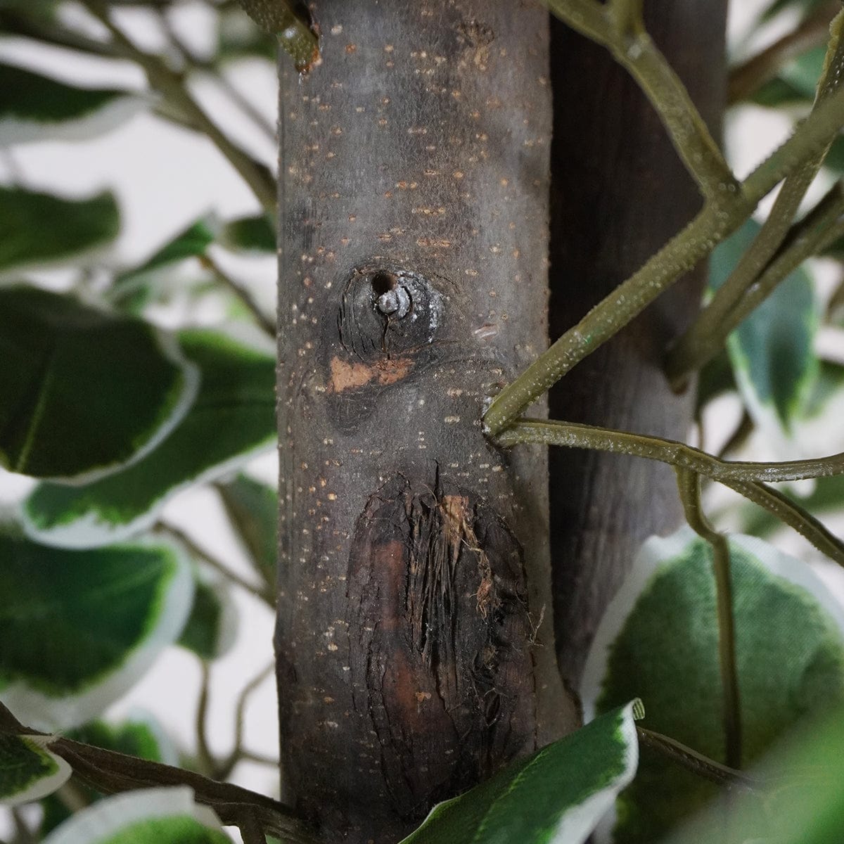 Ficus Bicolor