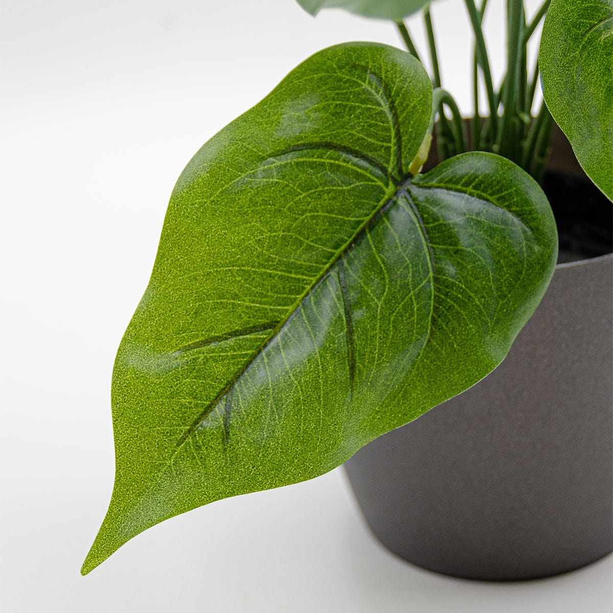 Anthurium