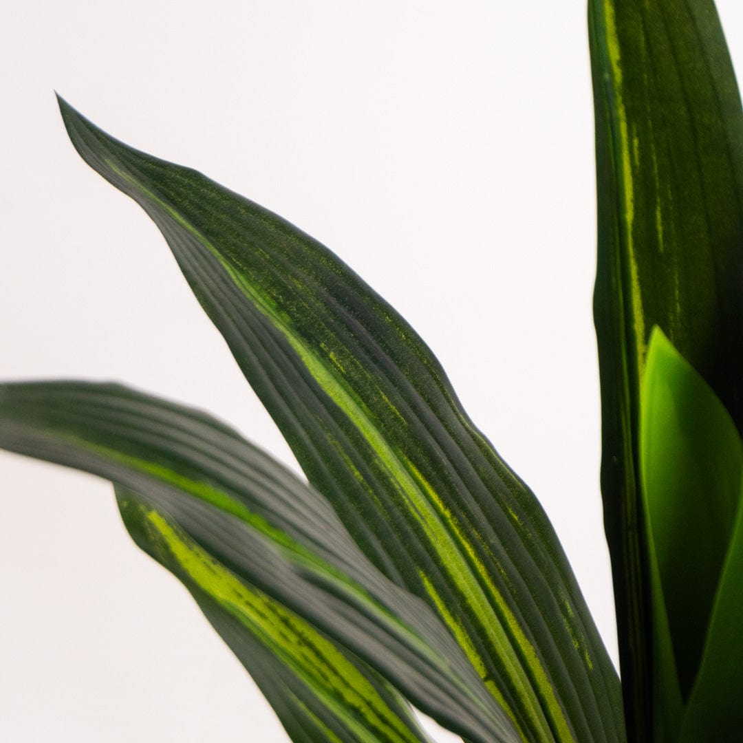 Dracaena tropical