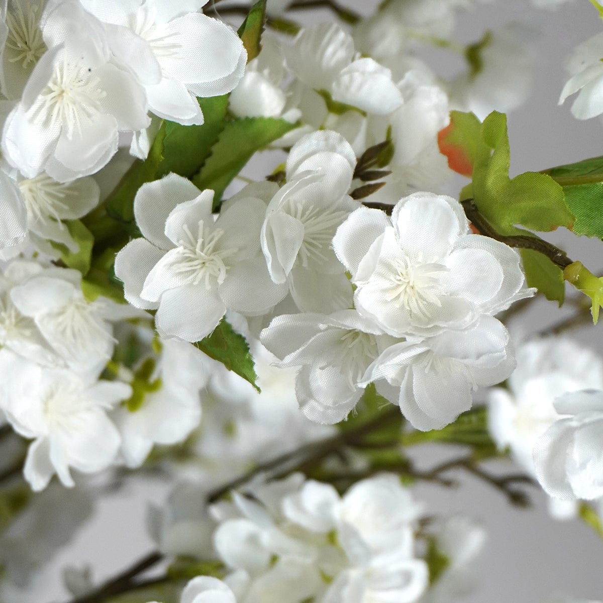 Amandier blanc