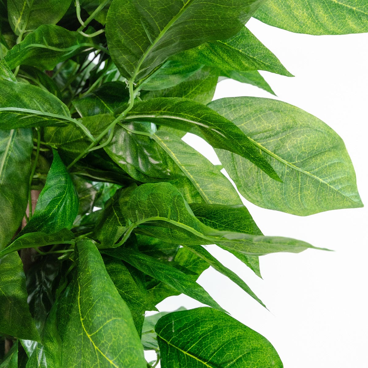 Albero di mango