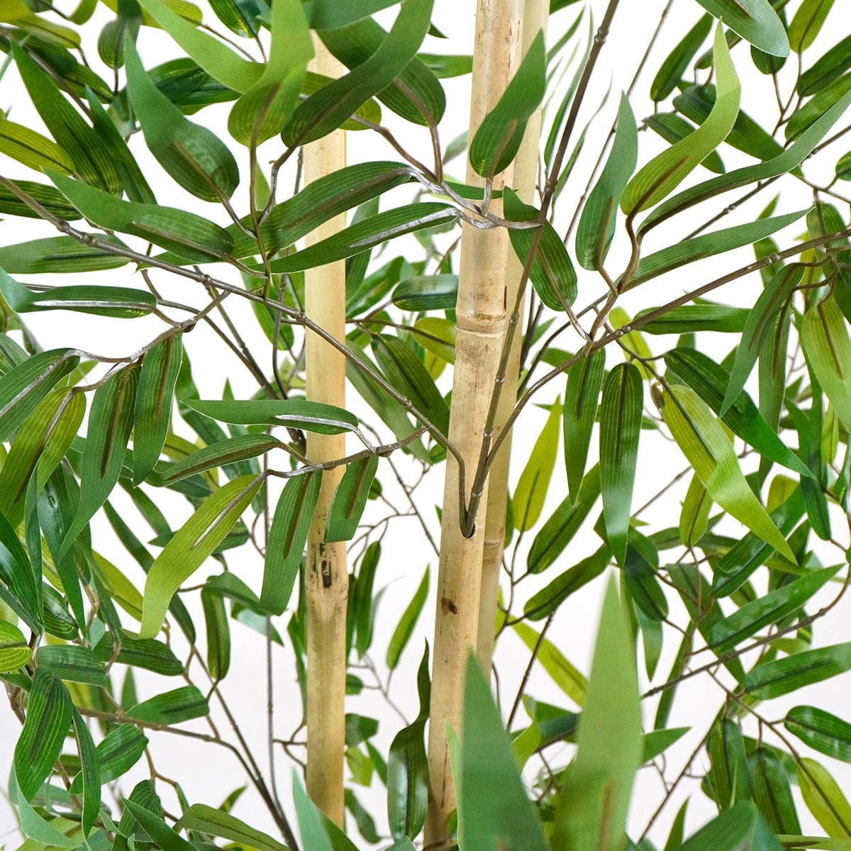 Bambù Minimal