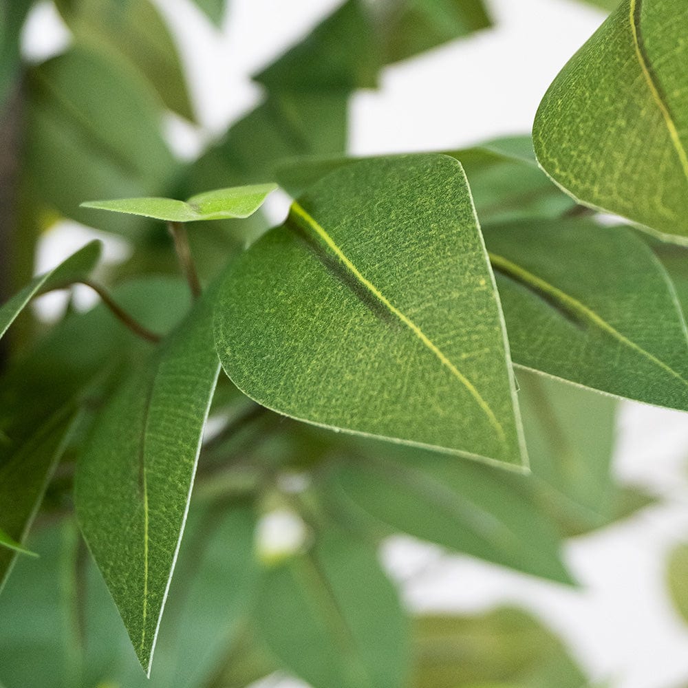 Ficus Esclusivo