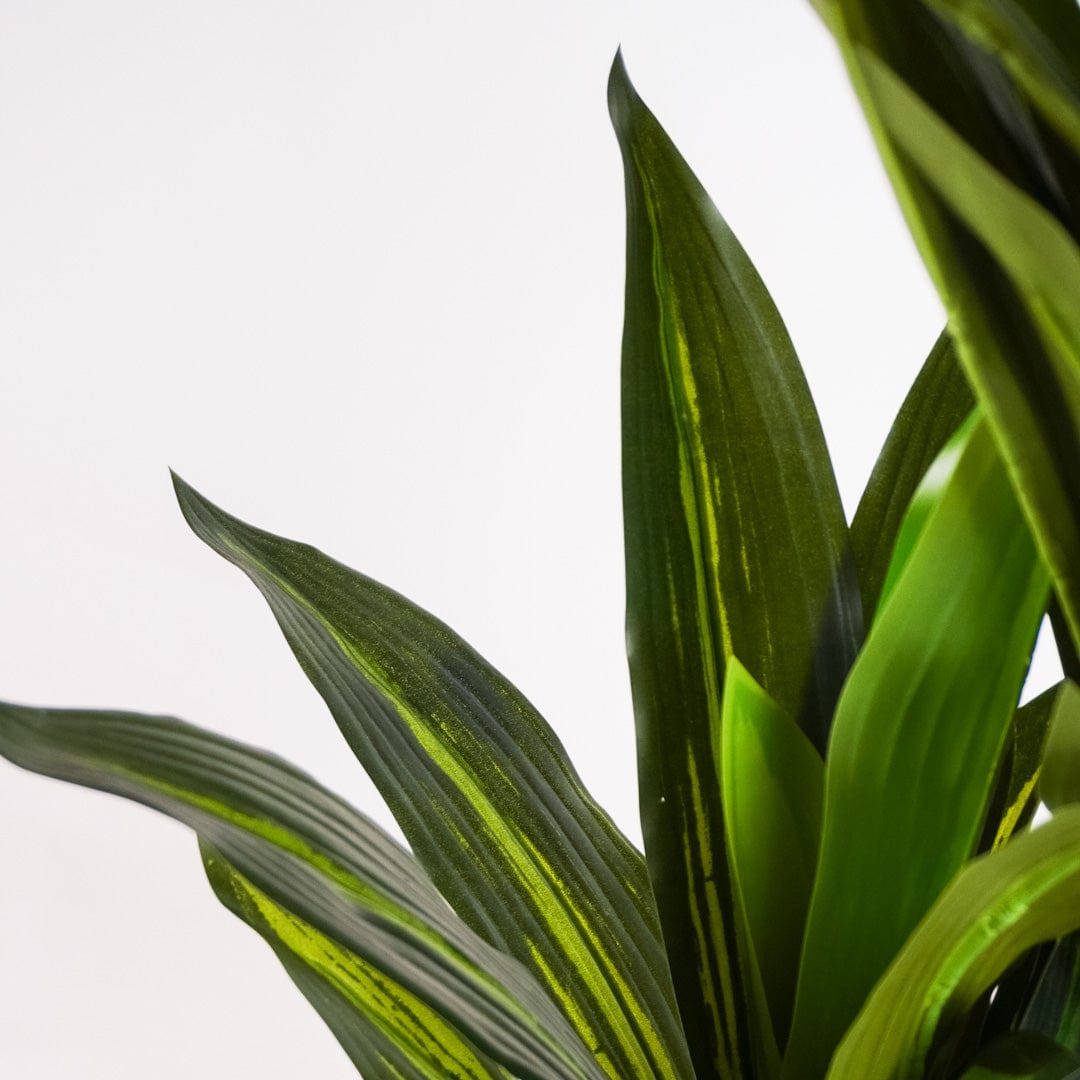 Dracaena tropical