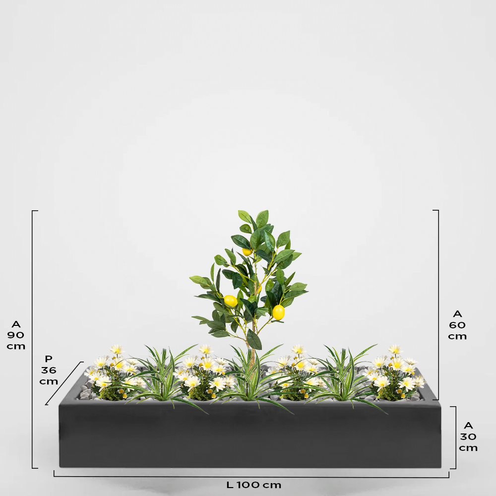 Maiorca 36Px30Ax100L