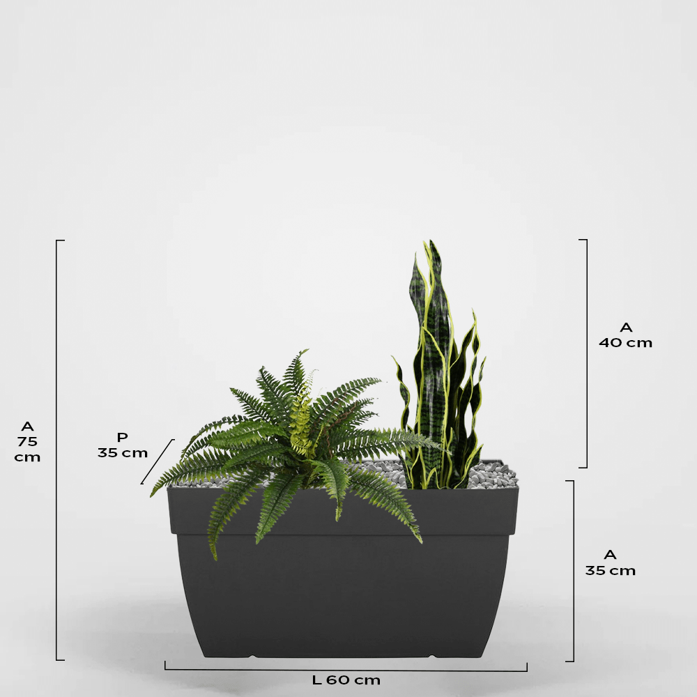 Túnez 35Px35Ax60L