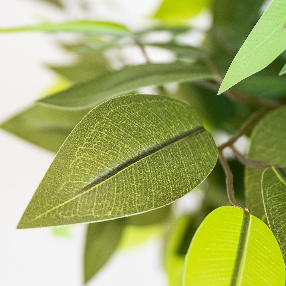 Ficus Esclusivo