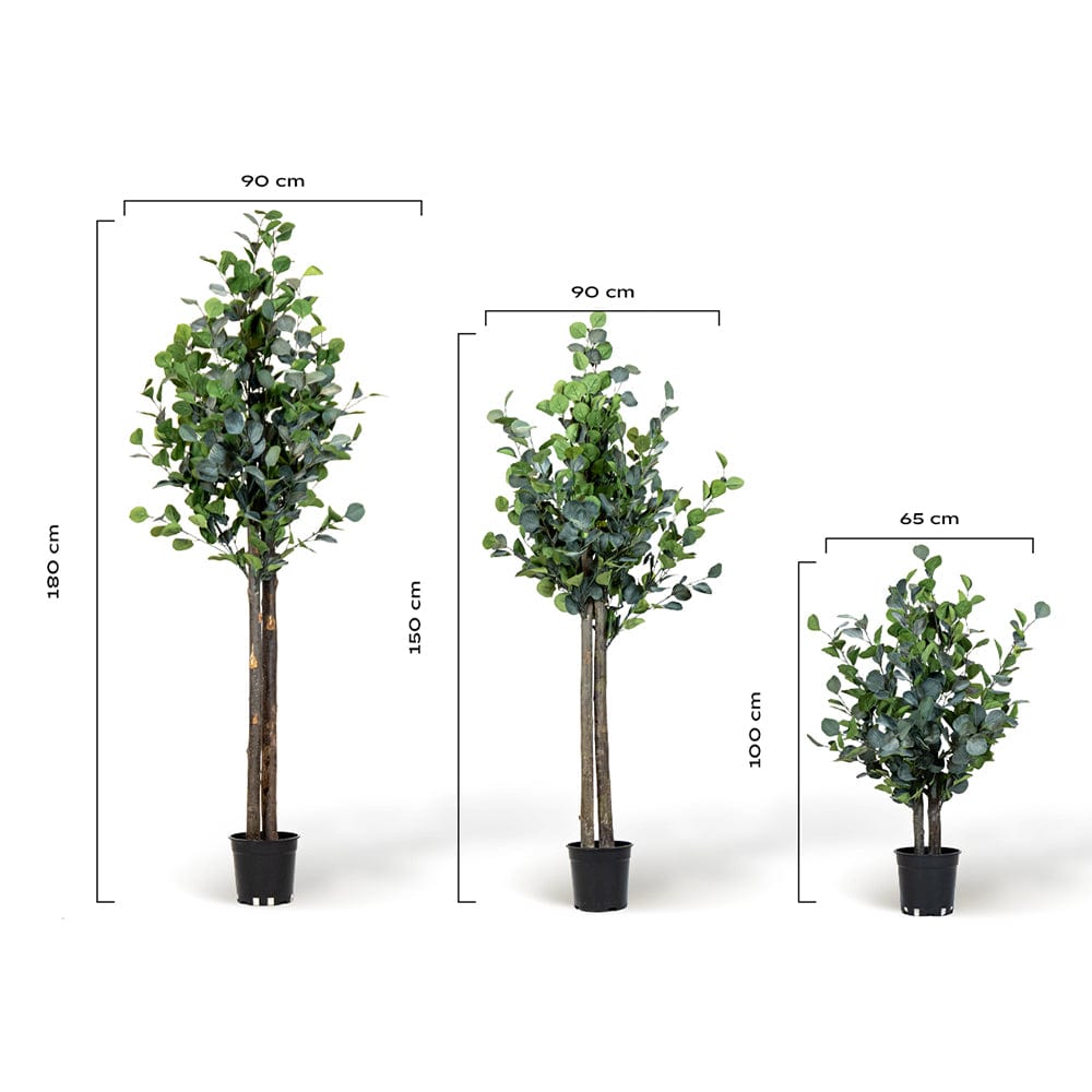 Albero di eucalipto