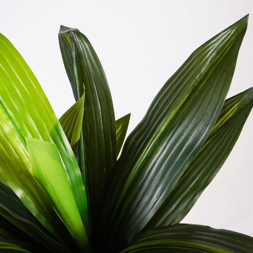 Dracaena tropical