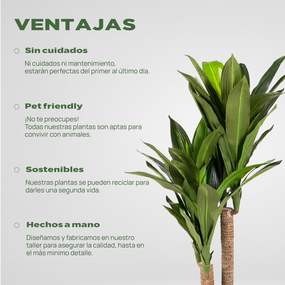 Dracaena tropical