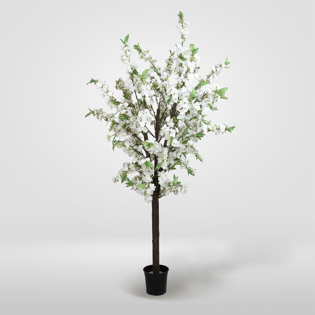 Almendro Silvestre