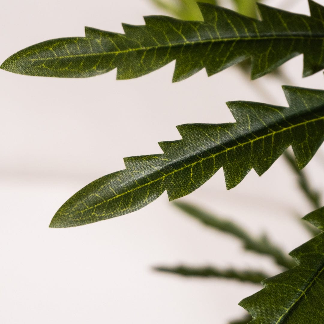 Arbre Aralia