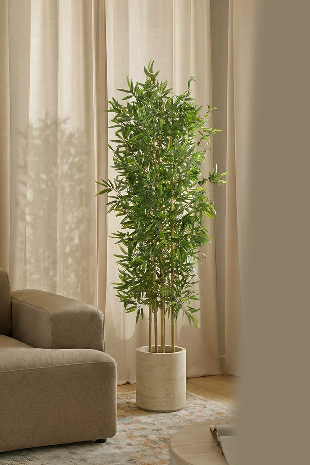Bambou japonais
