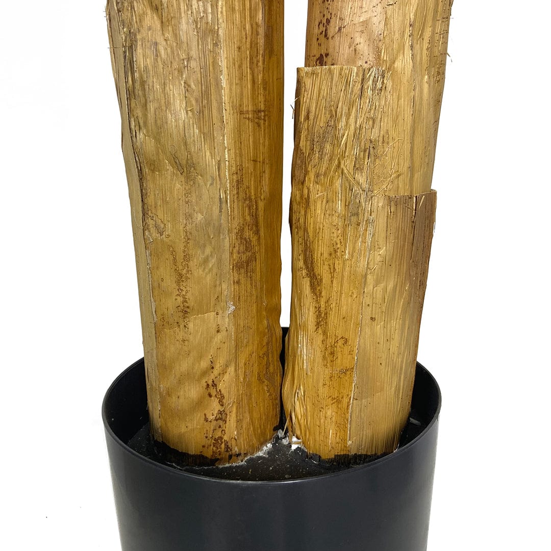 Bananier
