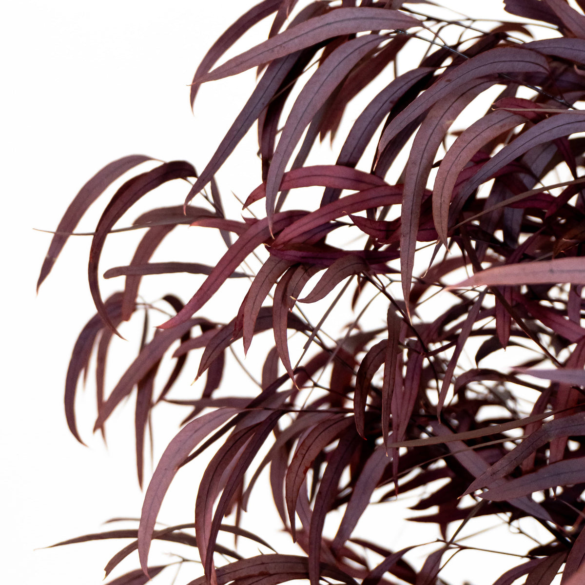 Brillifolium stabilisé