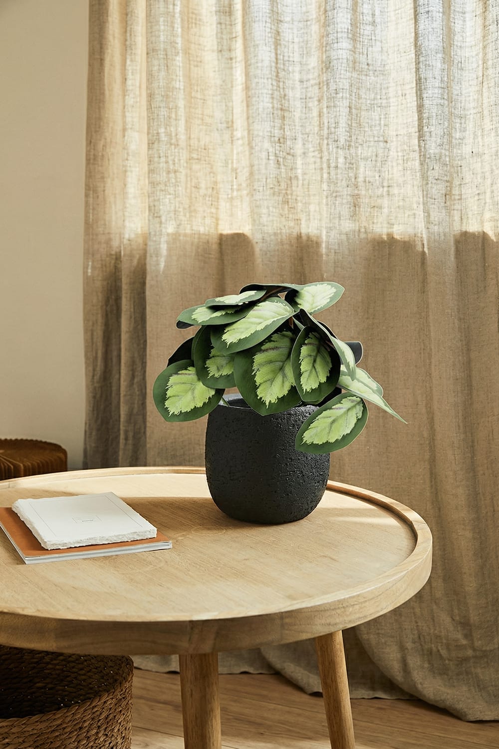 Calathea mini