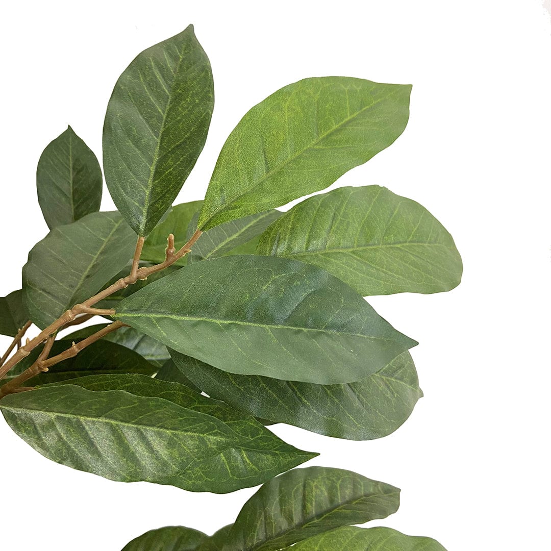 Árbol Café