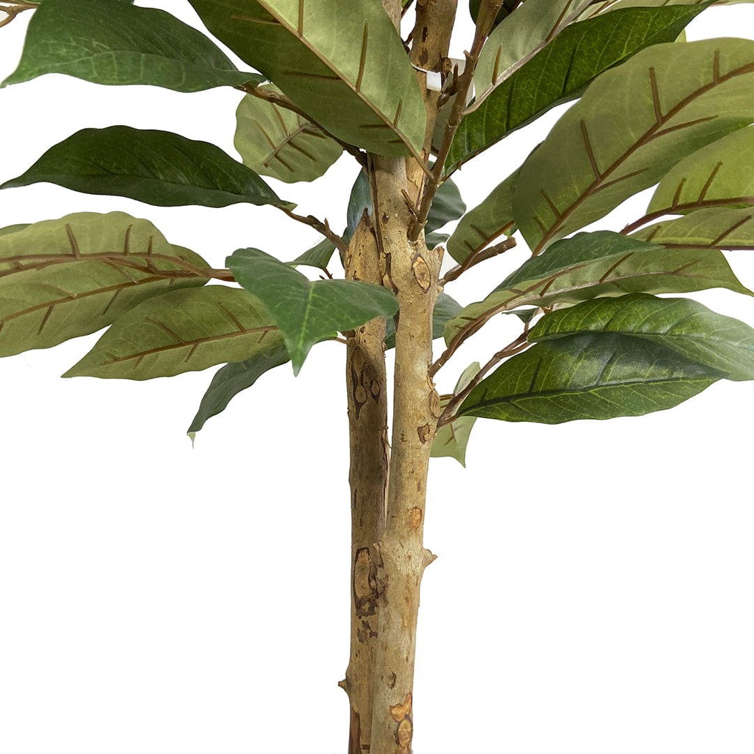 Árbol Café