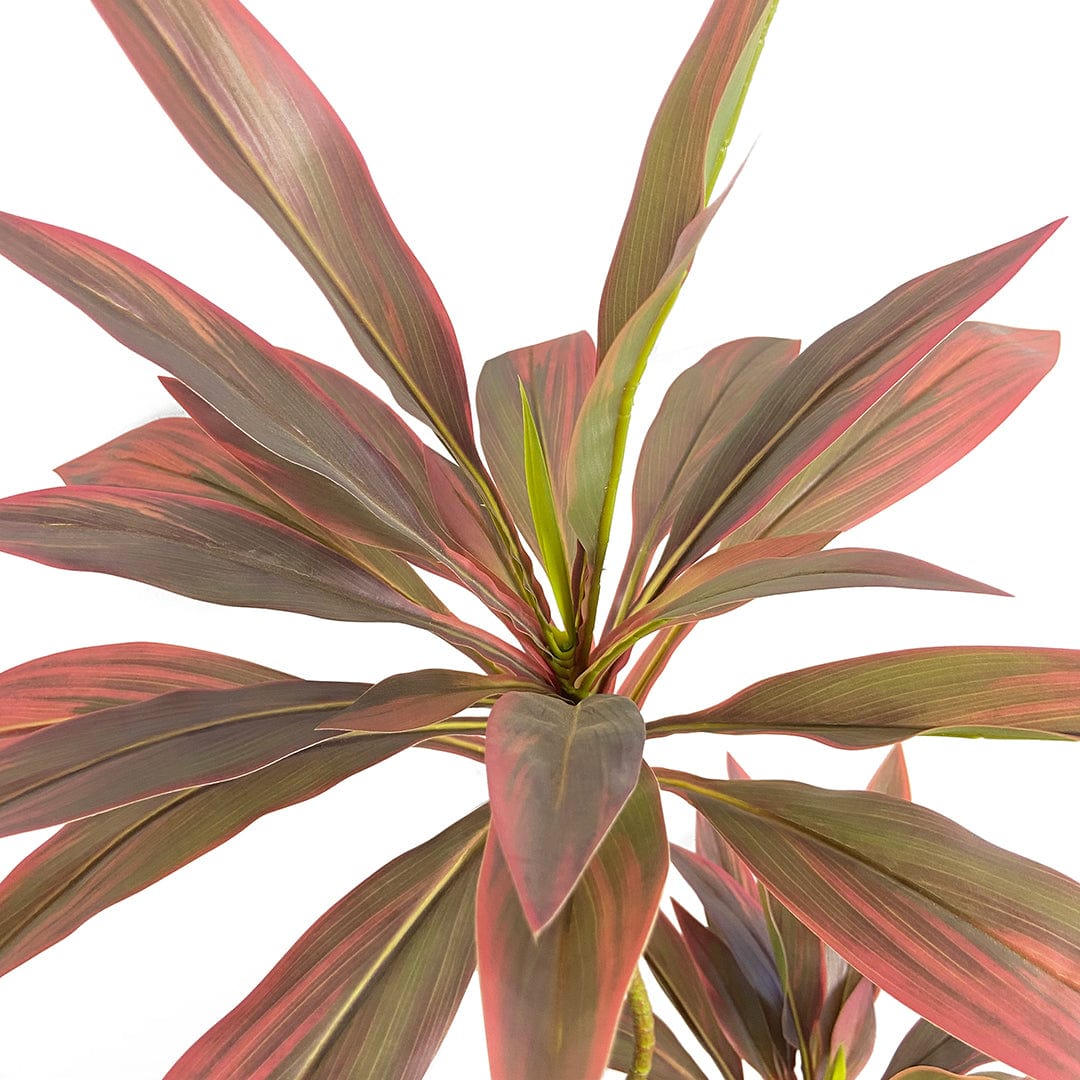 Dracaena rouge