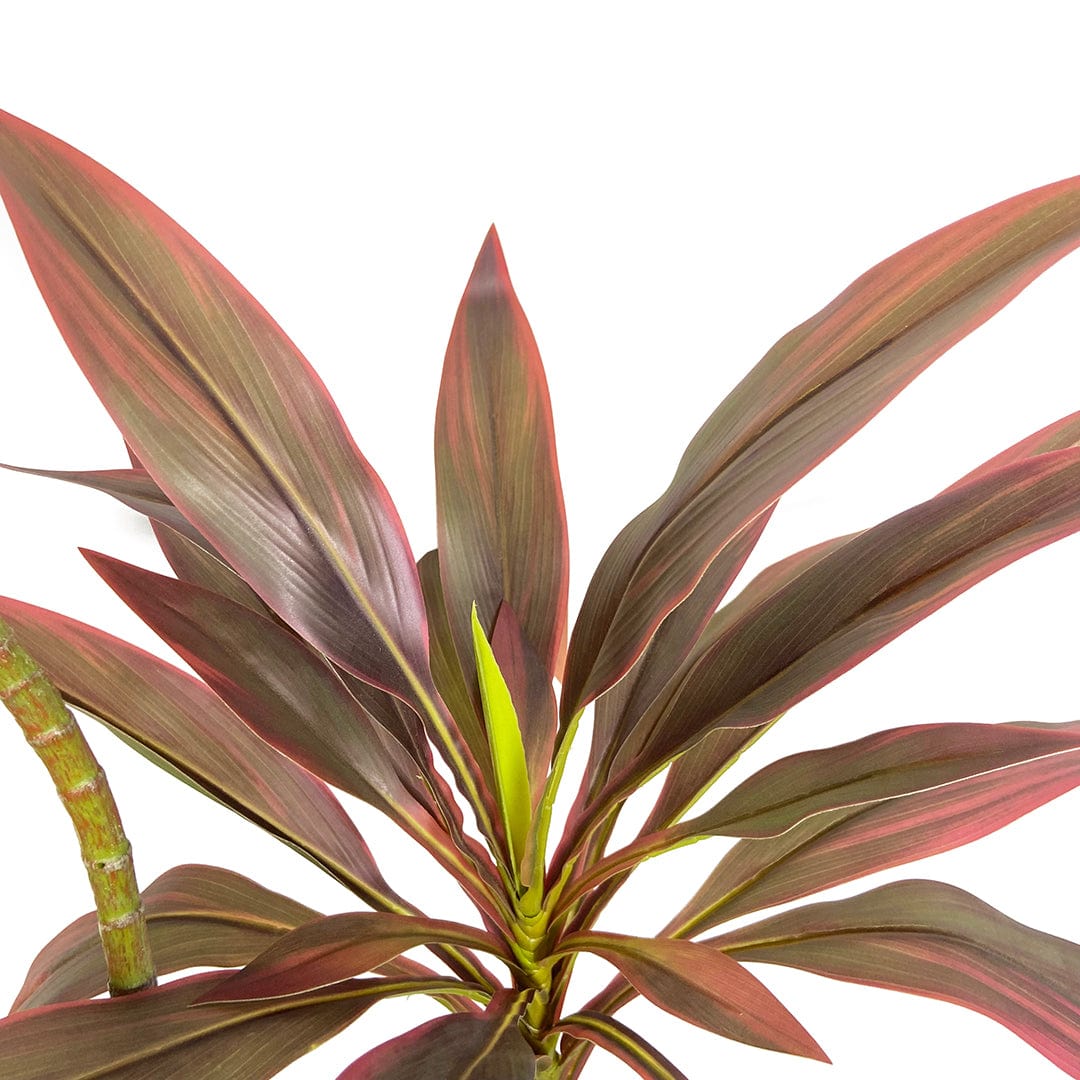 Dracaena rouge
