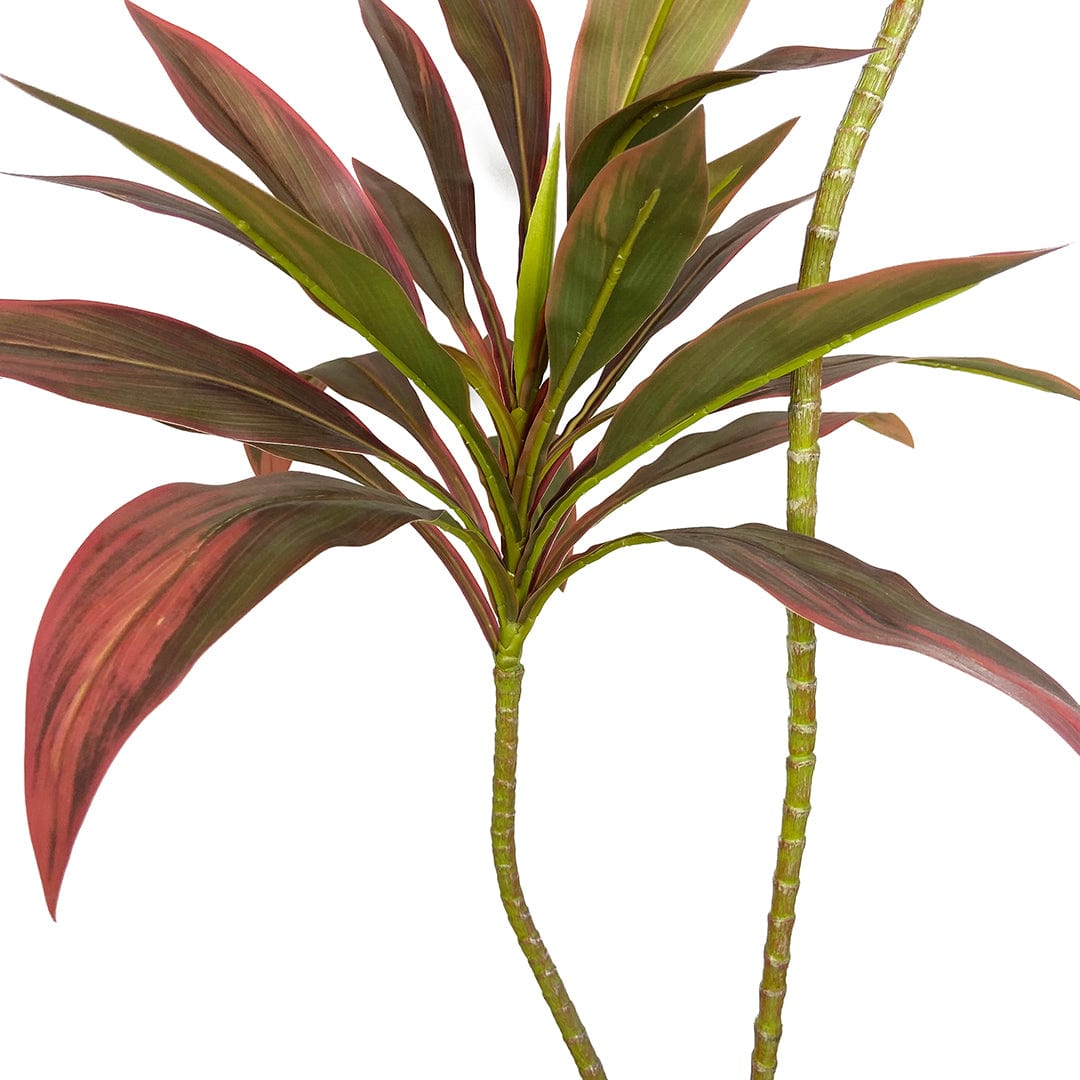 Dracena Rossa