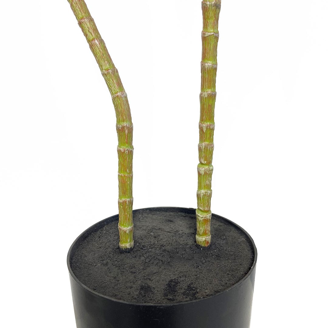 Dracena Rossa