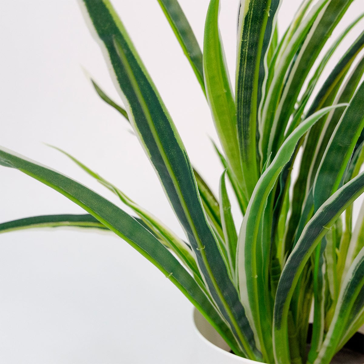 Chlorophytum (plante araignée)
