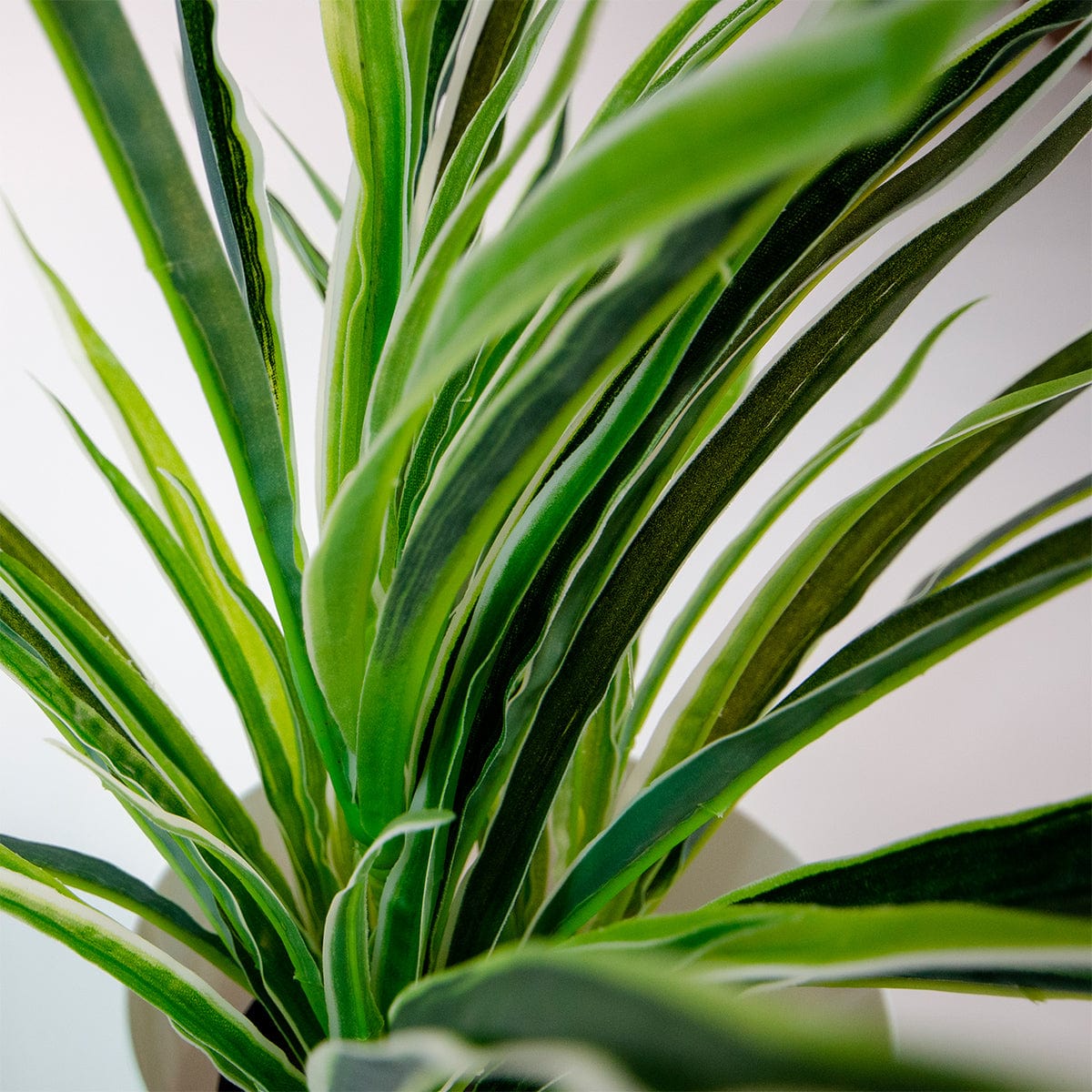Chlorophytum (plante araignée)