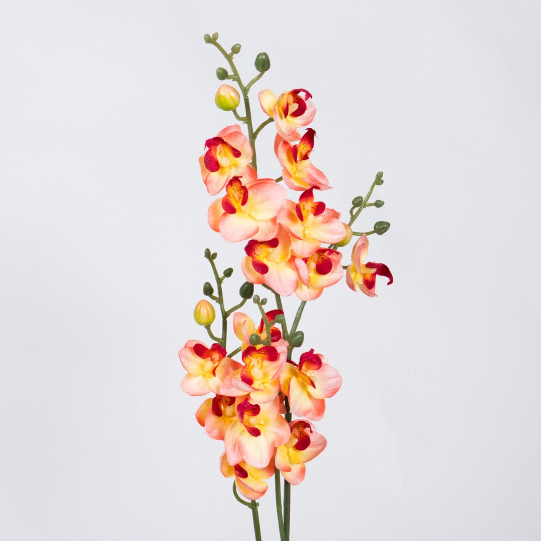 Orquídea Single Salmón