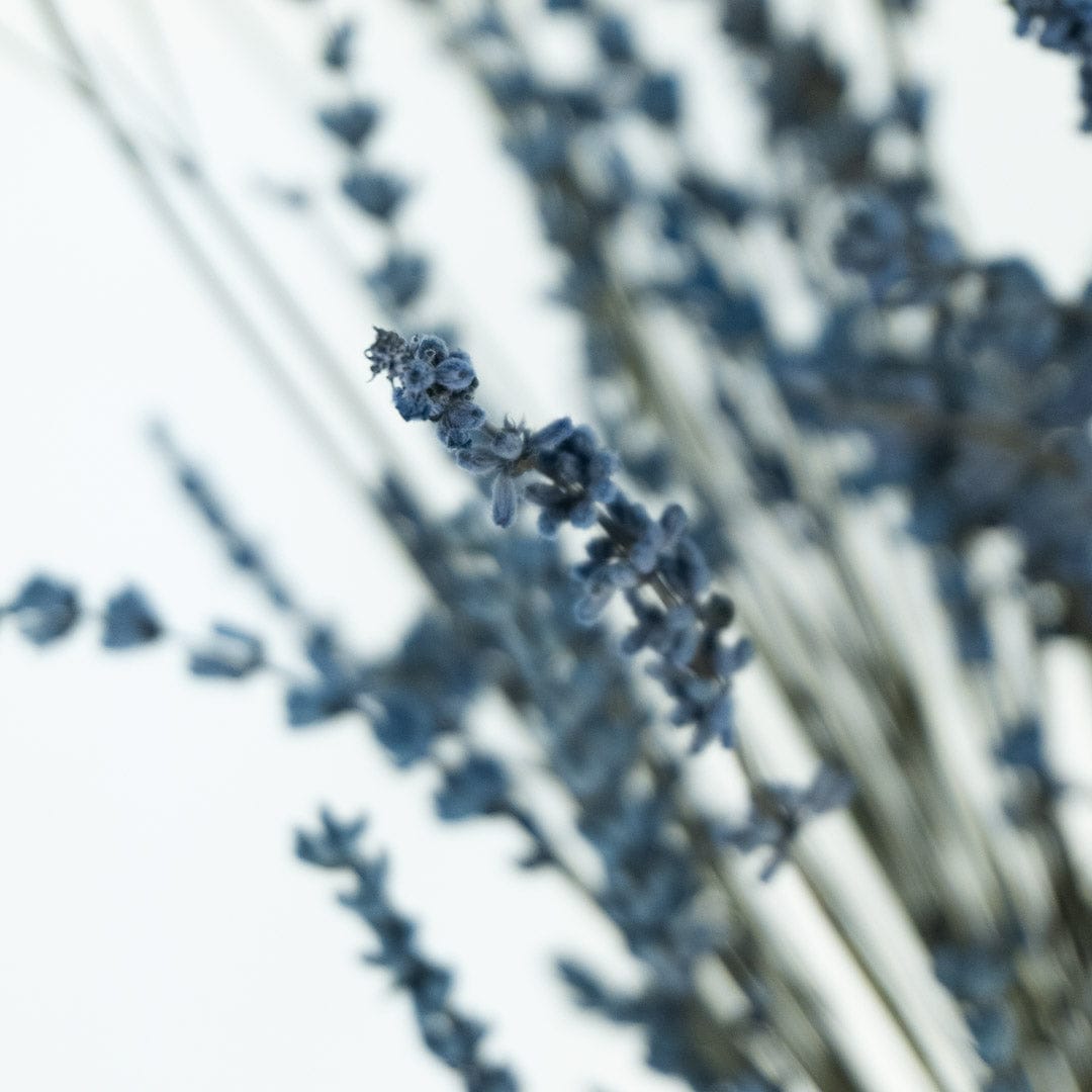 Bouquet Lavande bleue