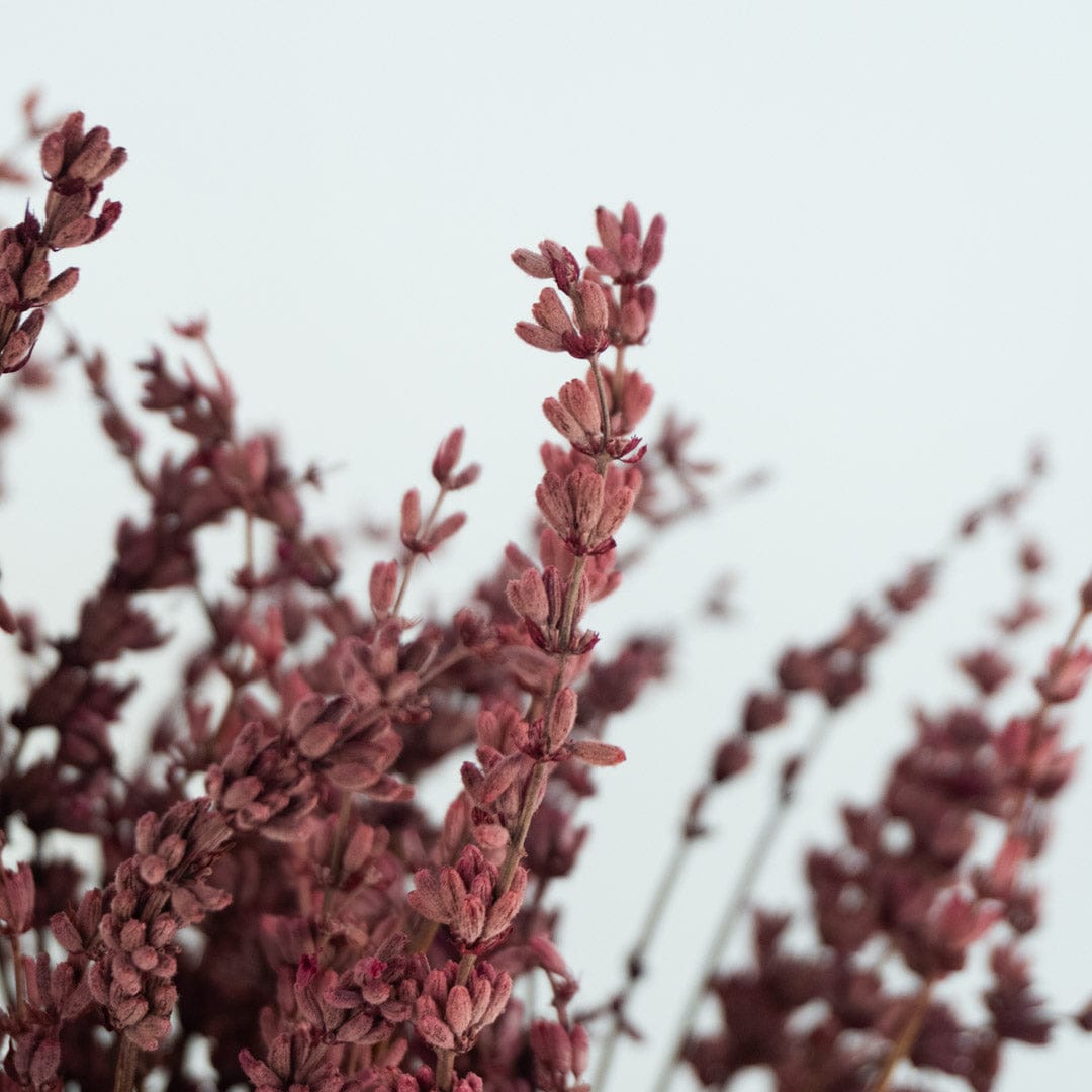 Ramo Lavanda Fucsia