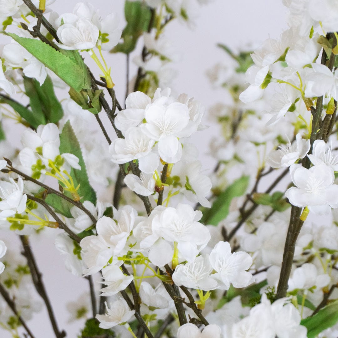 Almendro Silvestre