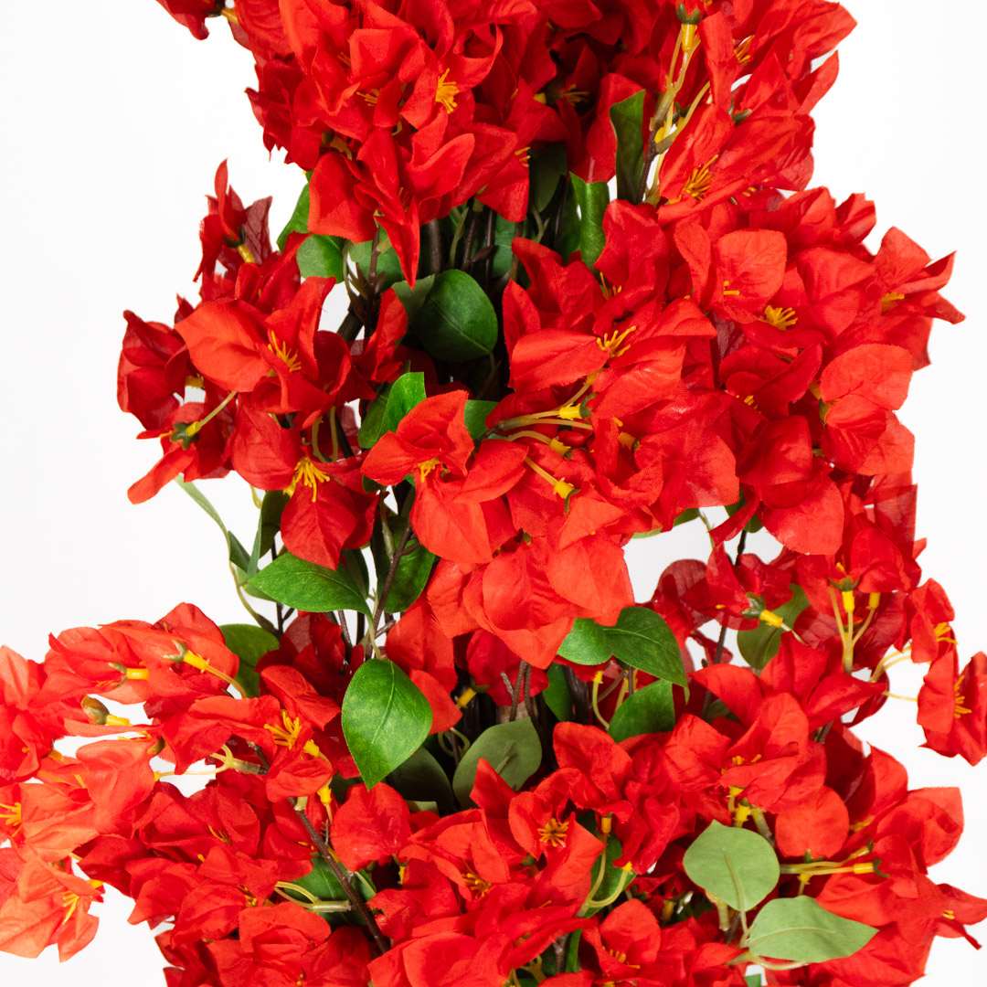 Buganvillea Rossa Singola Con Vaso
