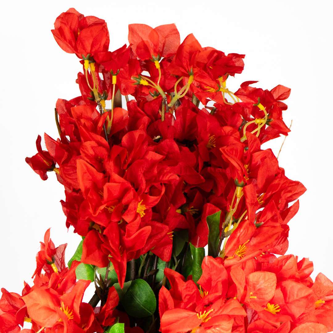 Rampicante Bouganville Rossa Flessibile