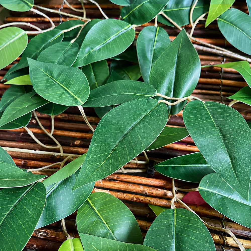 Ocultación Ficus