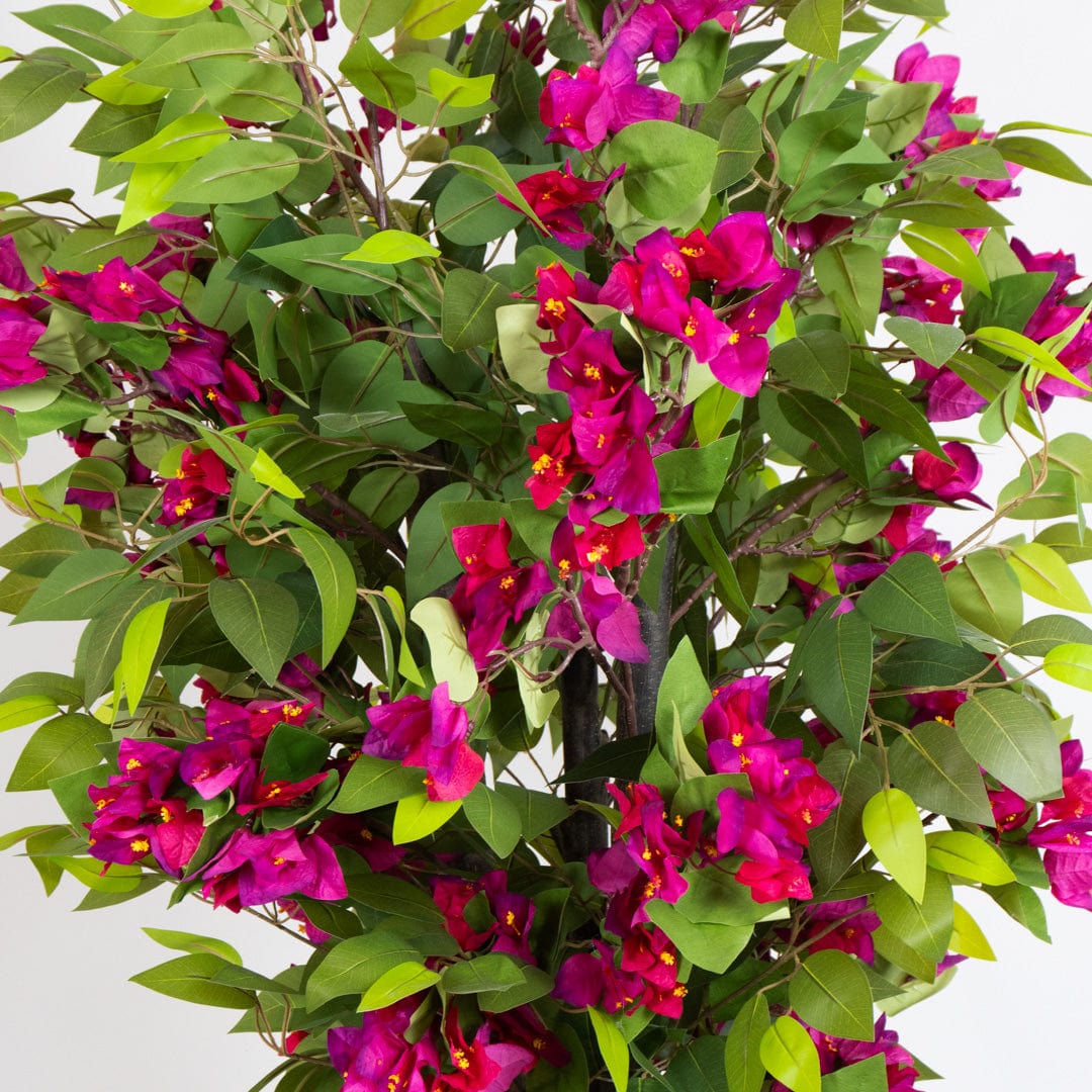 Ficus Bougainvillier sauvage