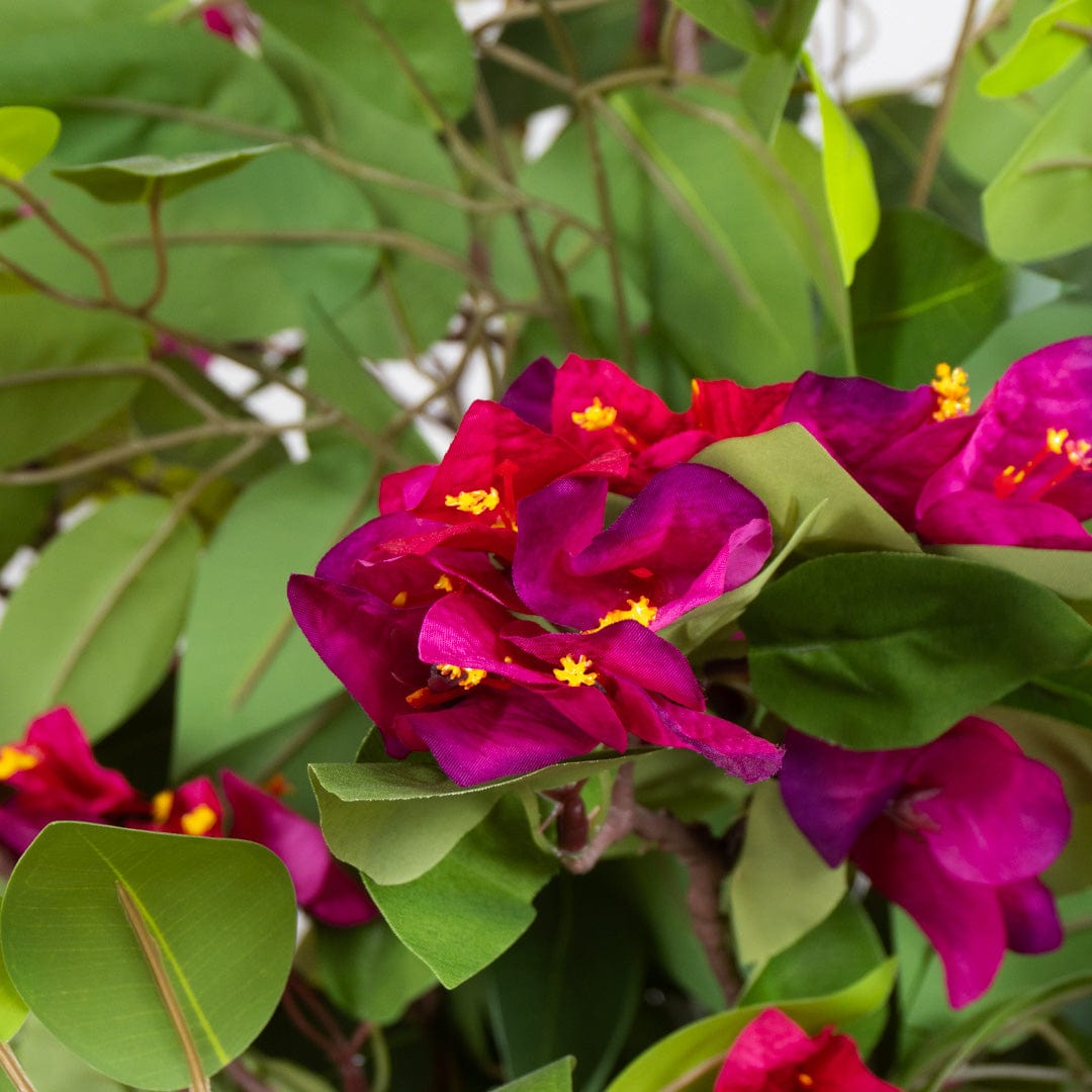 Ficus Bougainvillier sauvage