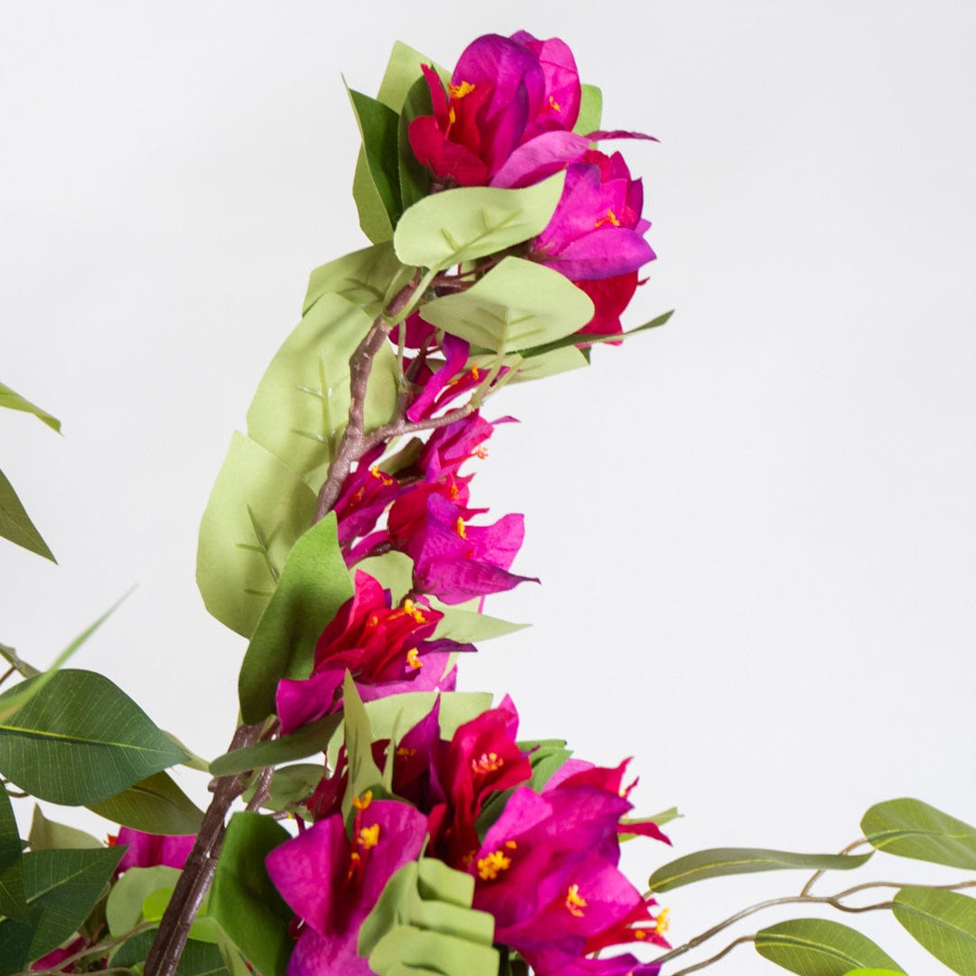 Ficus Bougainvillier sauvage