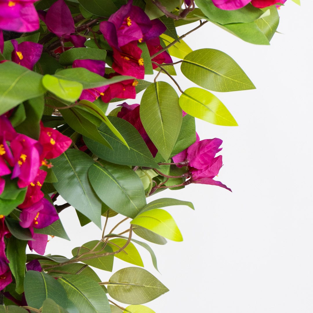 Ficus Bougainvillea Selvatica