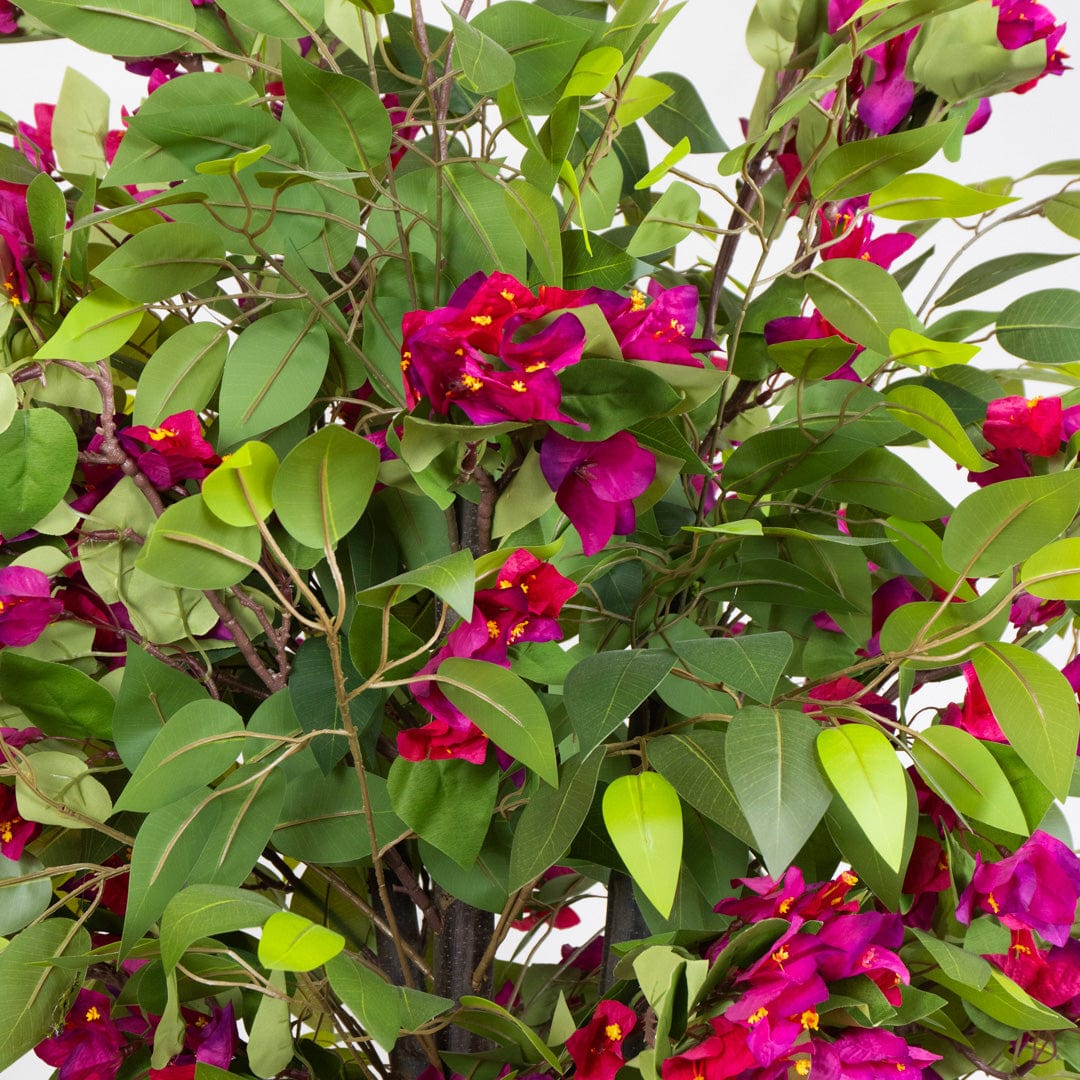 Ficus Bougainvillea Selvatica
