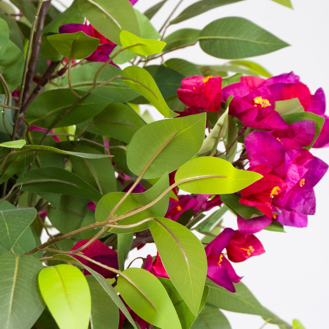 Ficus Bougainvillea Selvatica