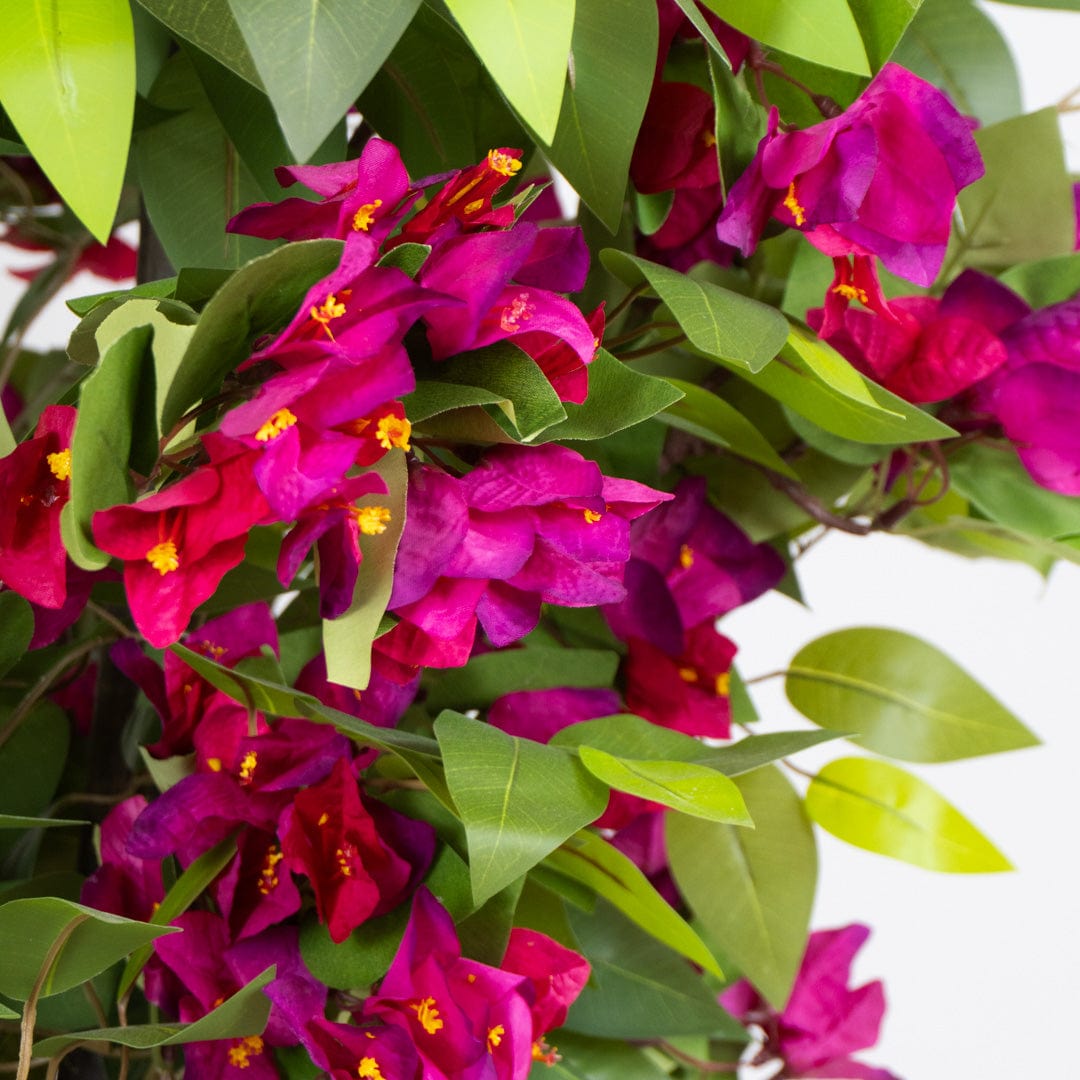 Ficus Bougainvillier sauvage