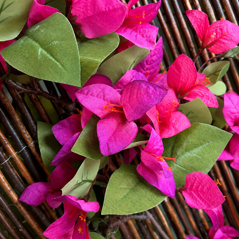 Ocultación Buganvilla Fucsia