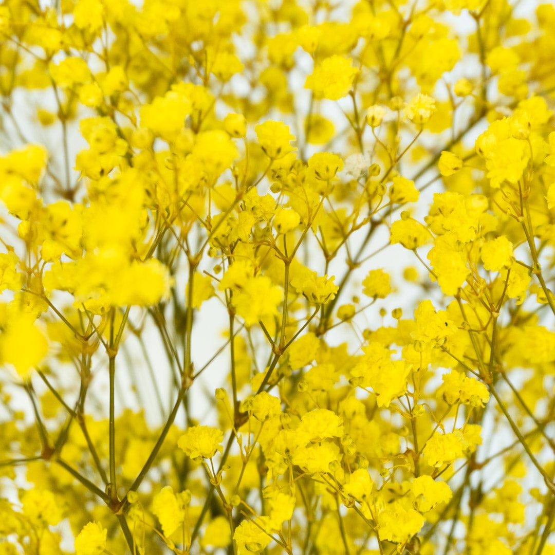 Bouquet Gypso jaune