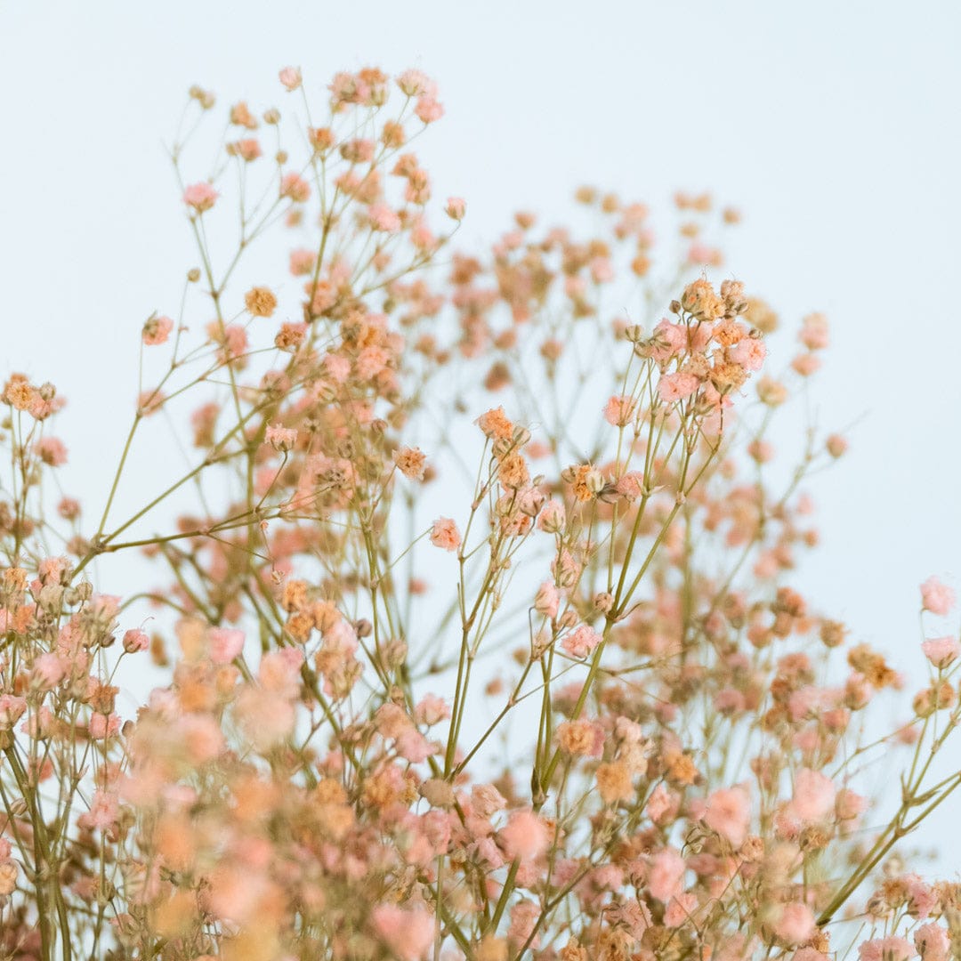 Bouquet Gypso rose clair