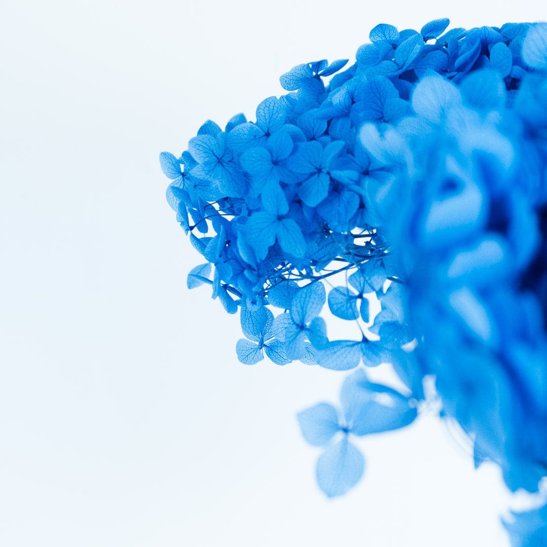 Ramo Hortensia Azul